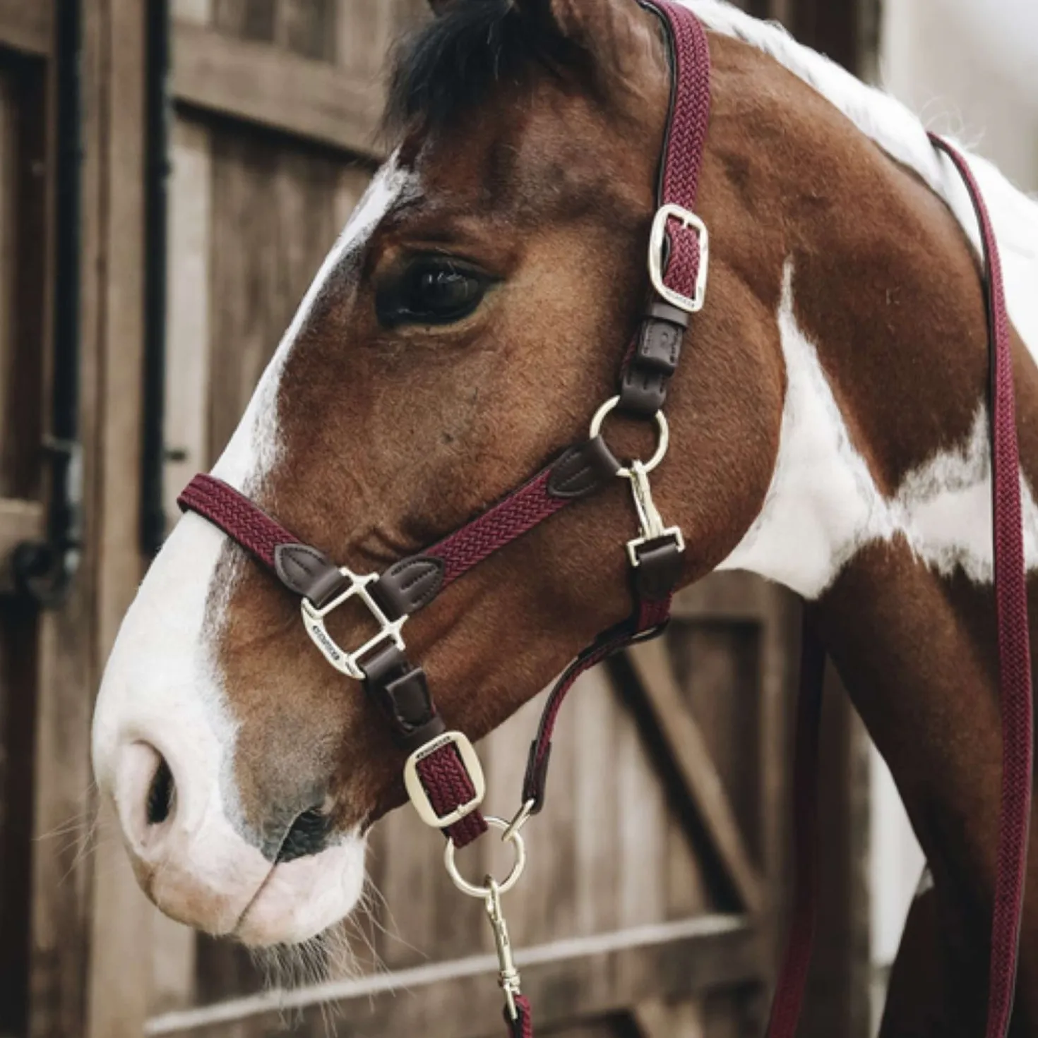 Kentucky Halster Gevlochten Nylon Bordeaux
