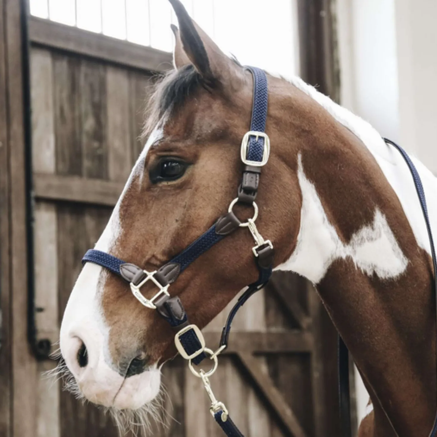 Kentucky Halster Gevlochten Nylon Navy