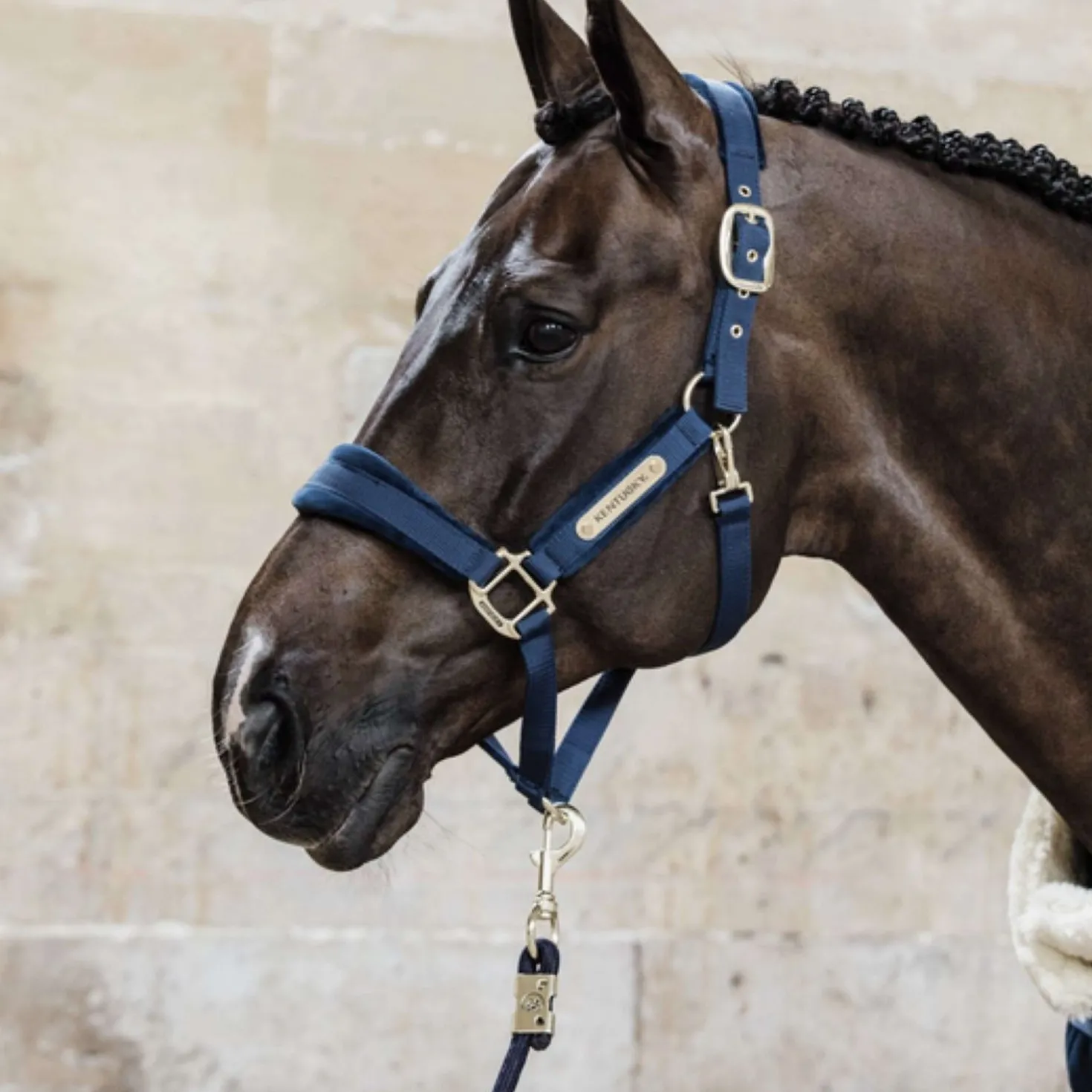 Kentucky Halstertouw Basic Navy
