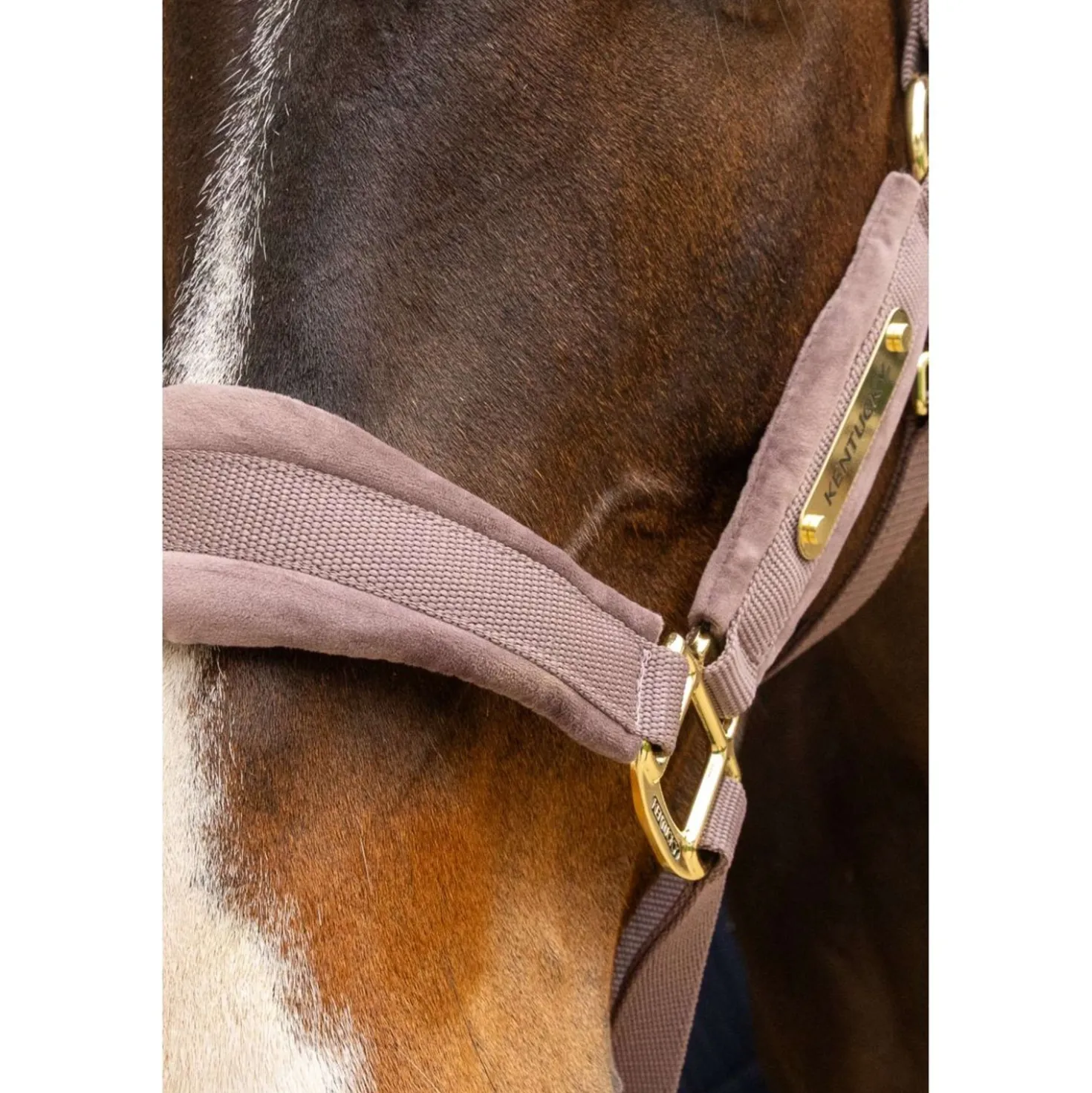 Kentucky Halster Velvet Lichtpaars