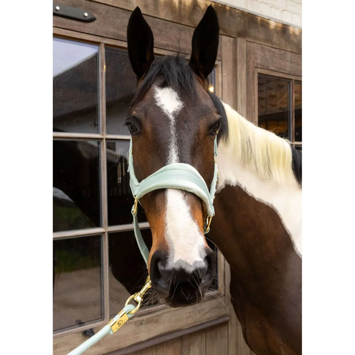 Kentucky Halster Velvet Mint