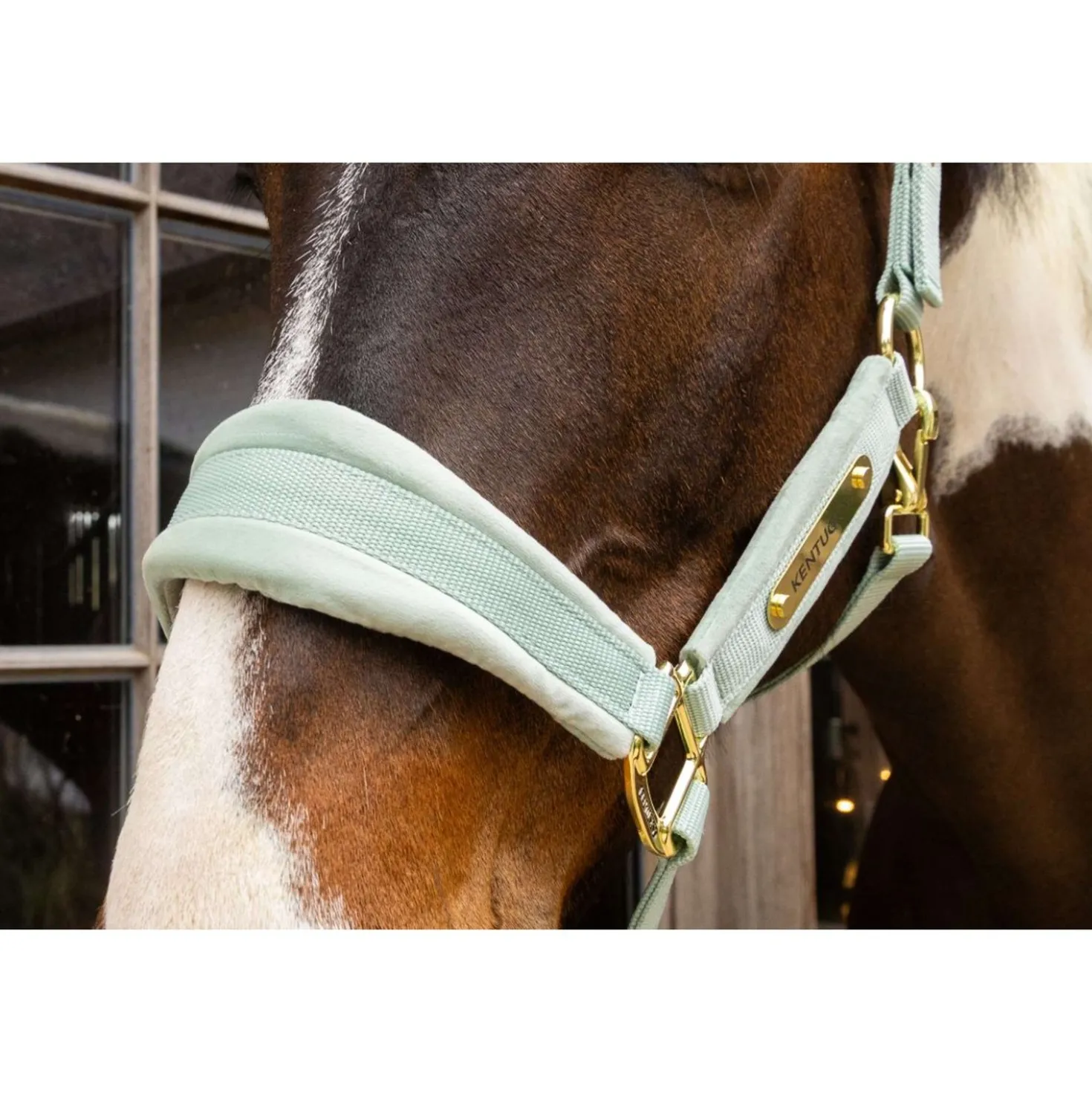 Kentucky Halster Velvet Mint