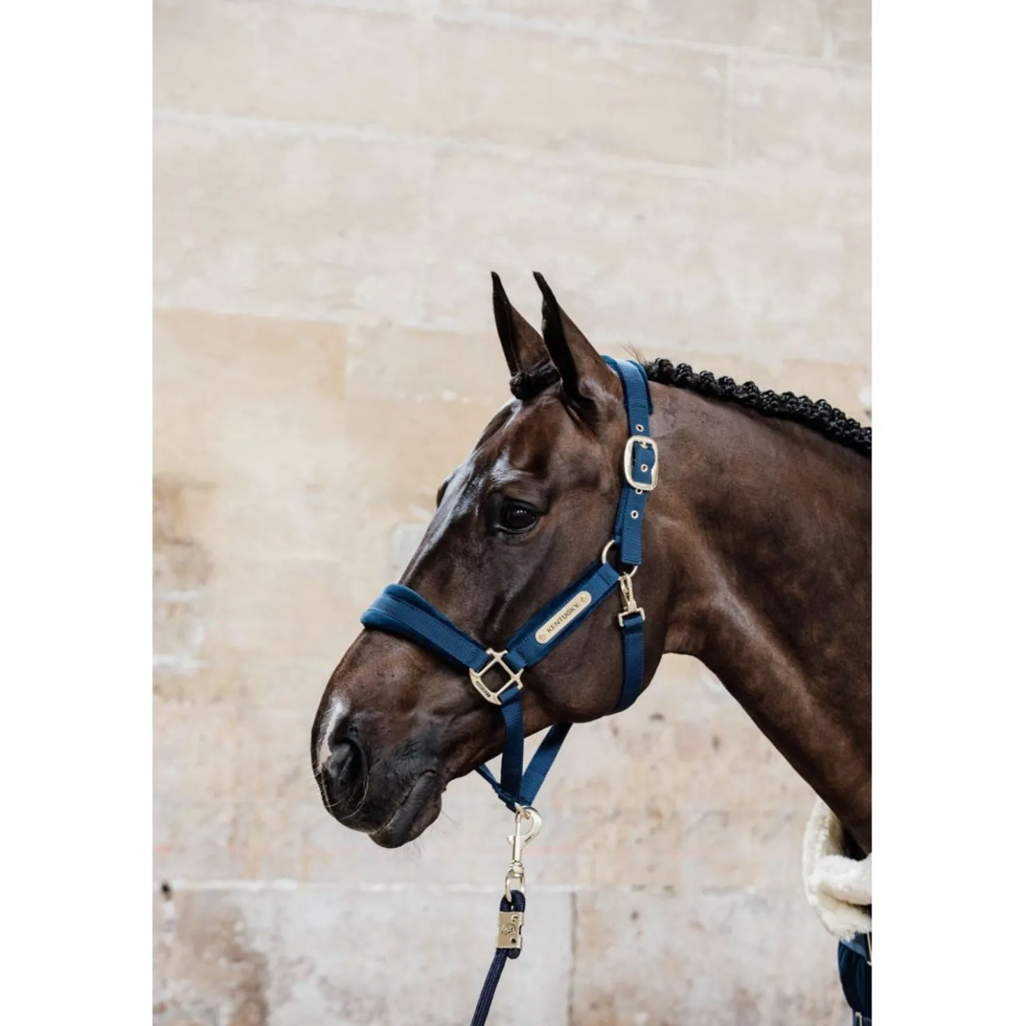 Kentucky Halster Velvet Navy