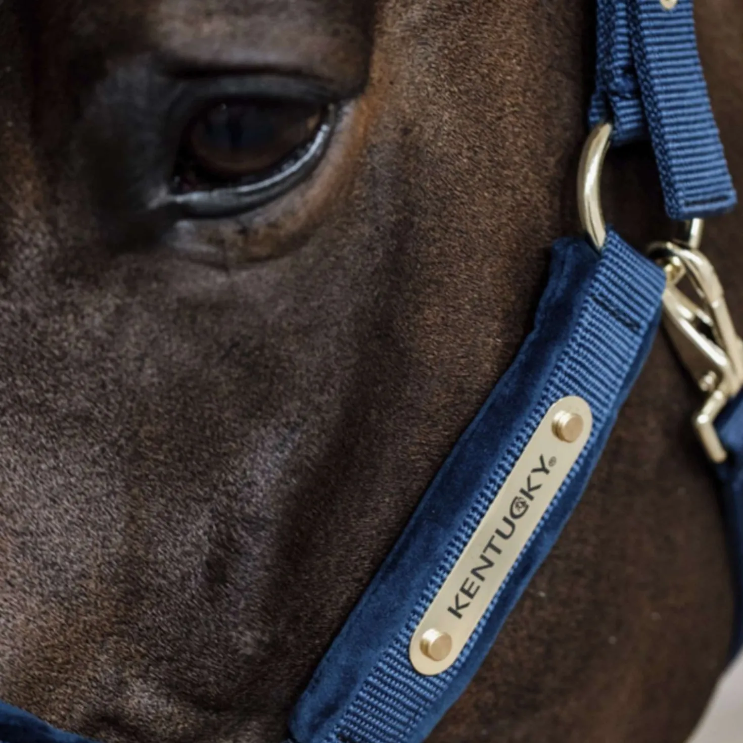 Kentucky Halster Velvet Navy