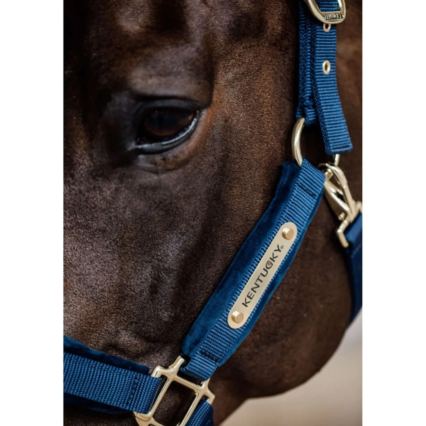 Kentucky Halster Velvet Navy