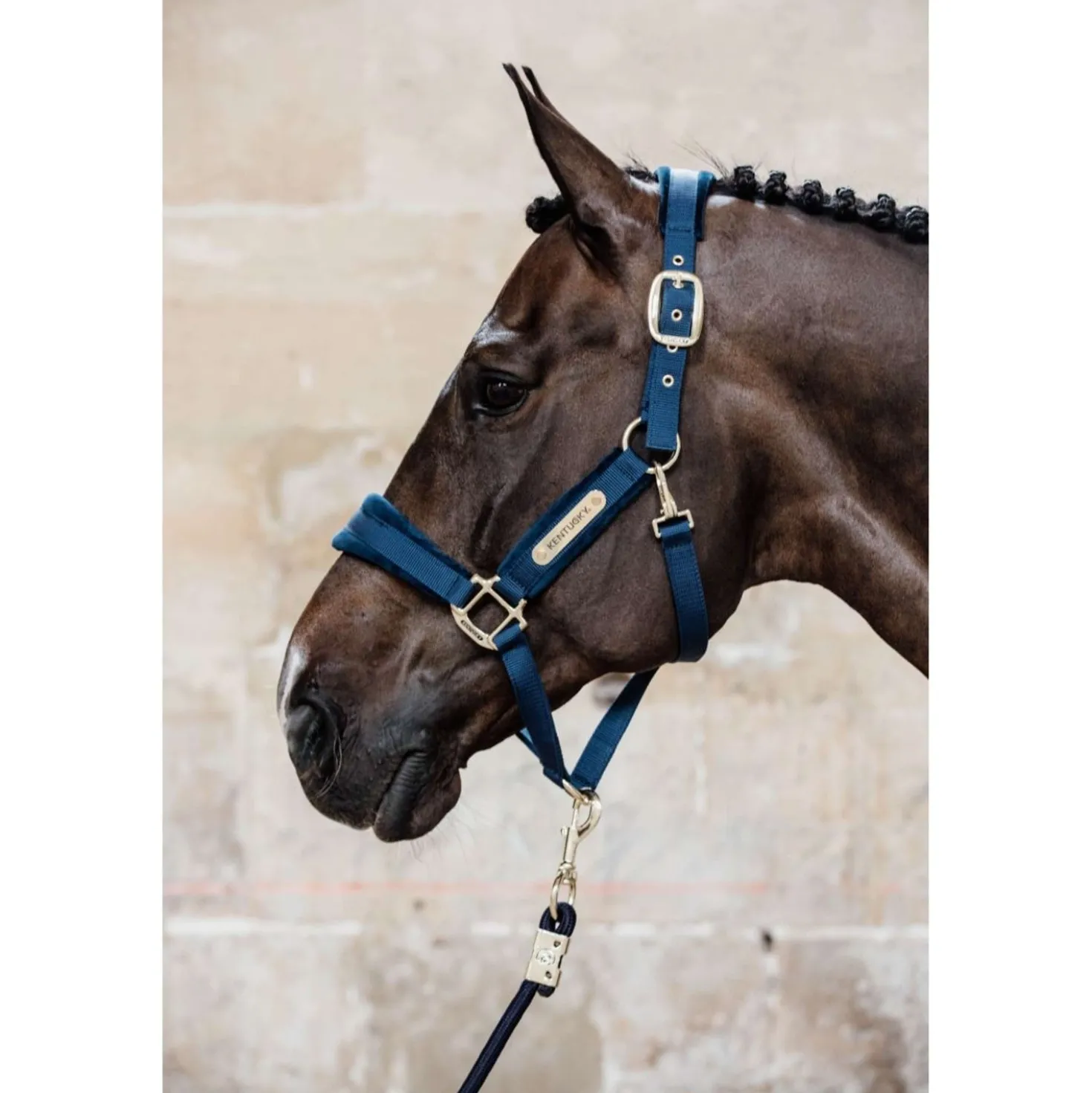 Kentucky Halster Velvet Navy