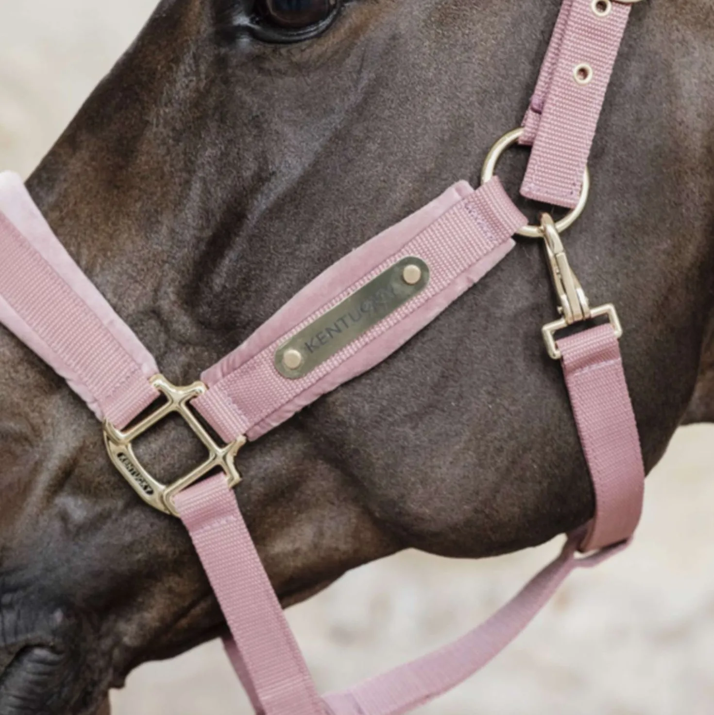 Kentucky Halster Velvet Oud Roze