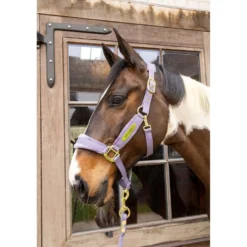 Kentucky Halster Velvet Paars