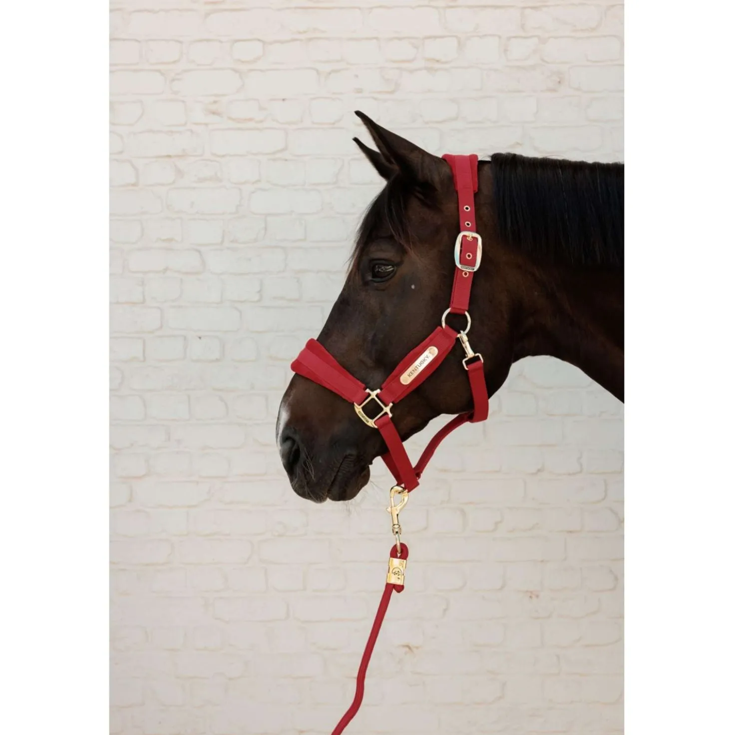 Kentucky Halster Velvet Rood
