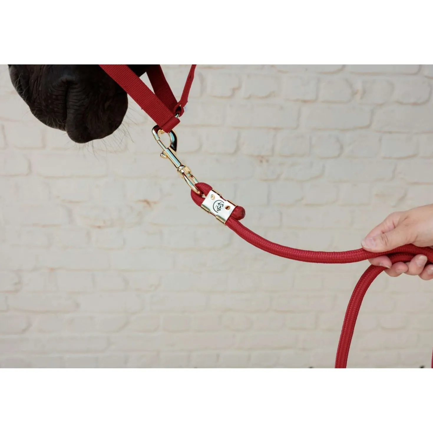 Kentucky Halster Velvet Rood
