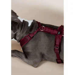 Kentucky Harnas Active Velvet Bordeaux