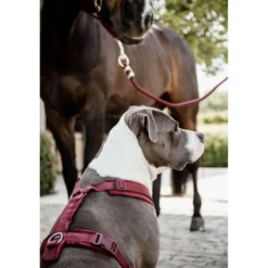 Kentucky Harnas Active Velvet Bordeaux