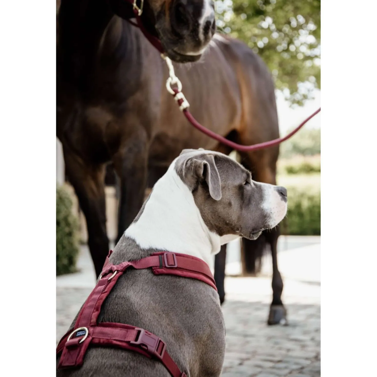 Kentucky Harnas Active Velvet Bordeaux