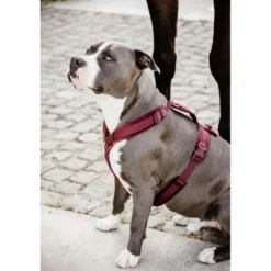 Kentucky Harnas Active Velvet Bordeaux
