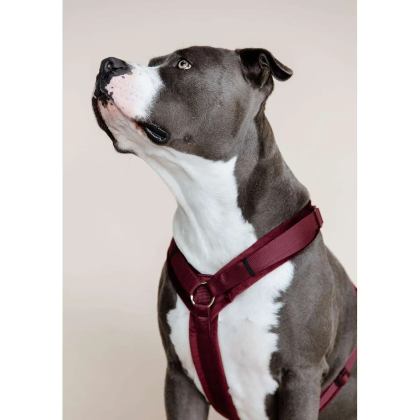 Kentucky Harnas Active Velvet Bordeaux