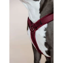 Kentucky Harnas Active Velvet Bordeaux