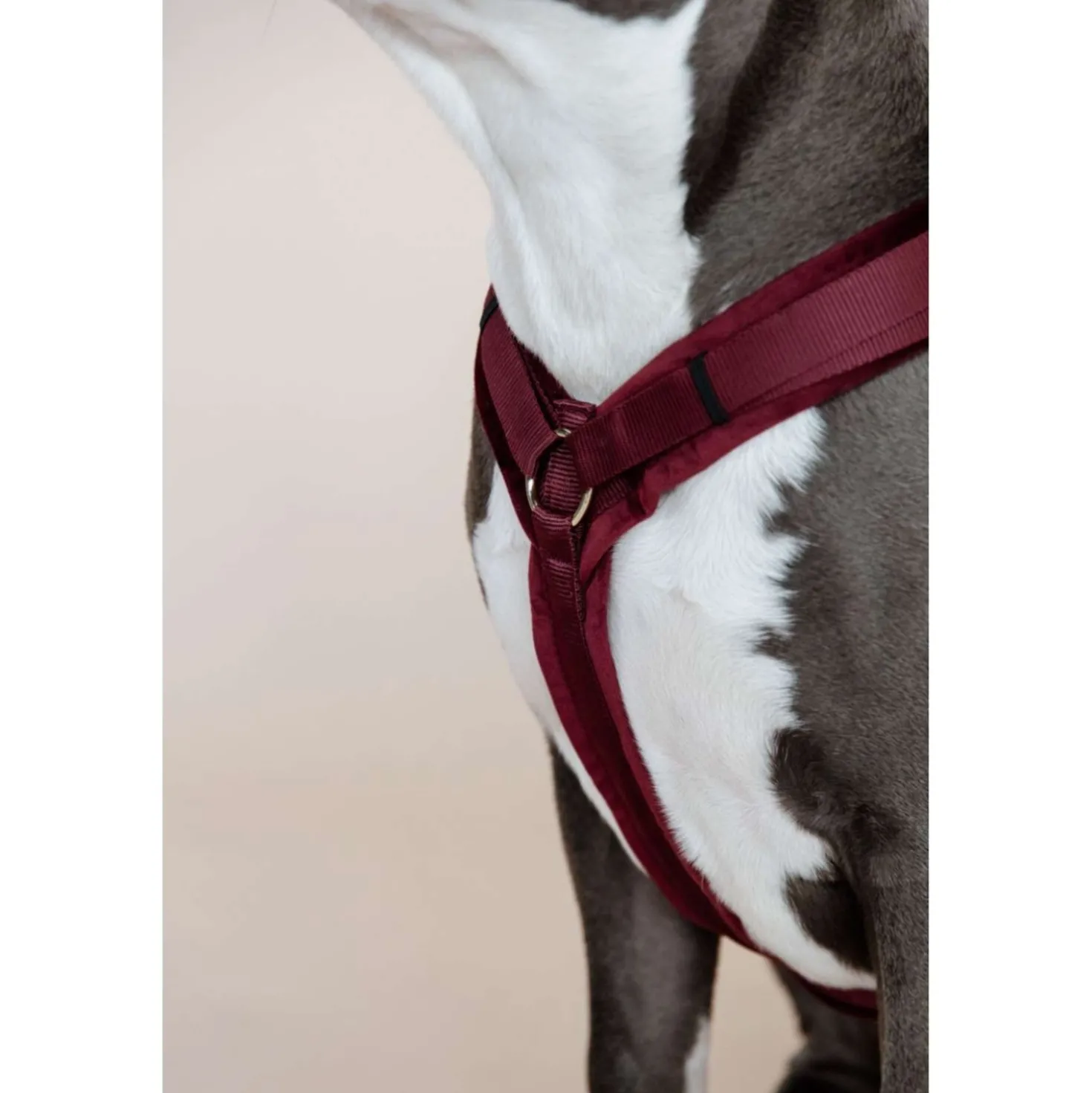 Kentucky Harnas Active Velvet Bordeaux