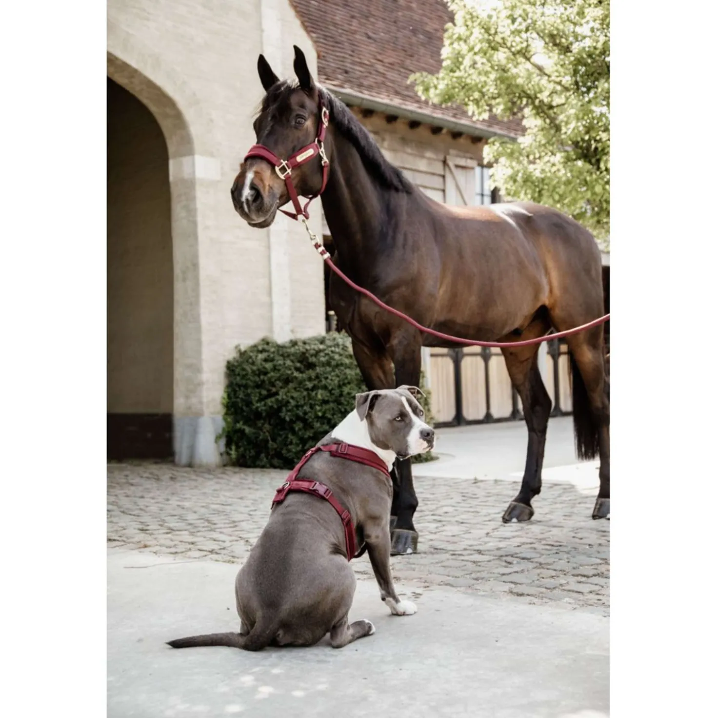 Kentucky Harnas Active Velvet Bordeaux