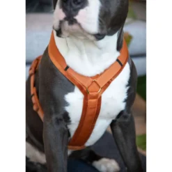 Kentucky Harnas Active Velvet Oranje