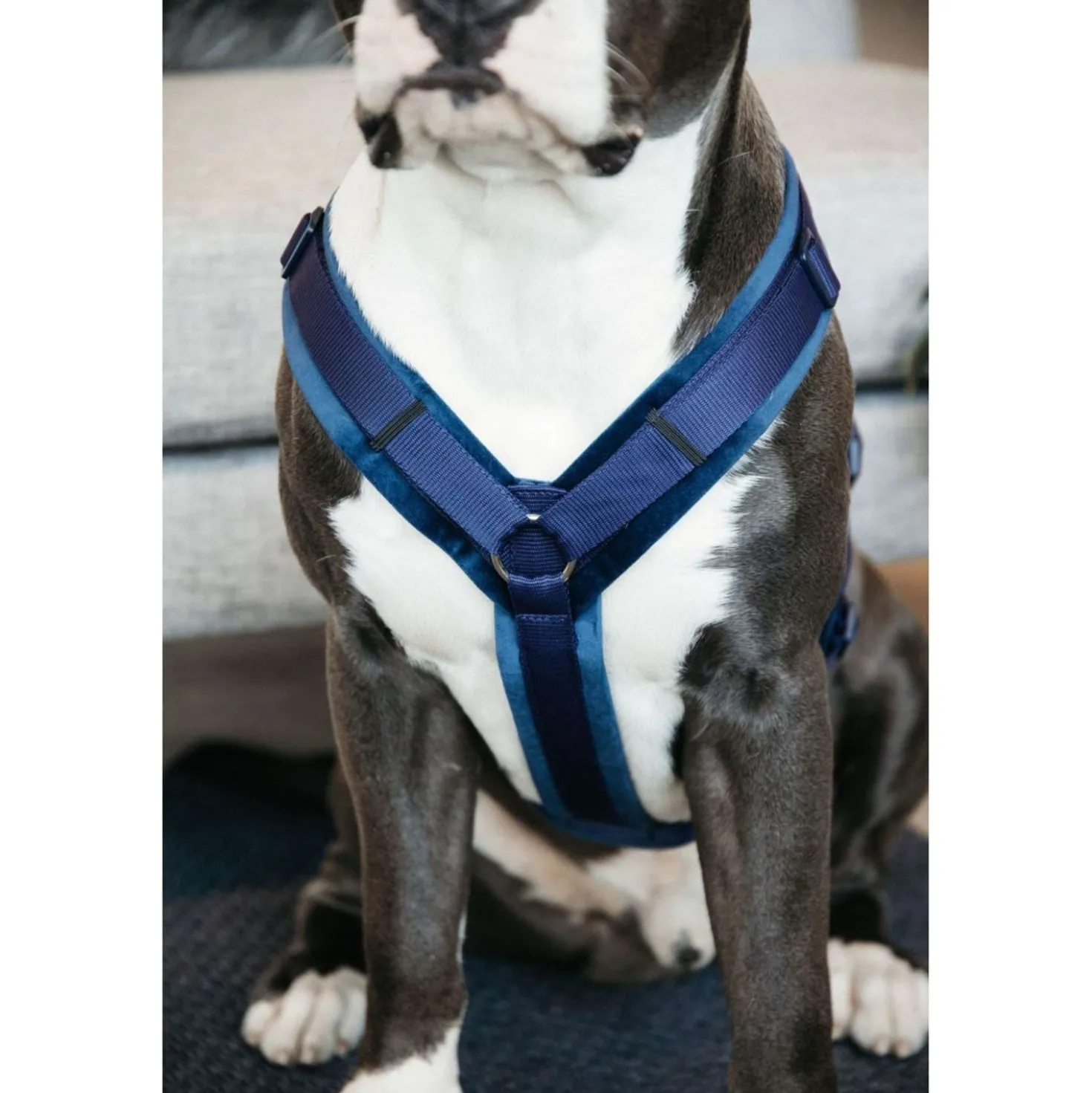 Kentucky Harnas Active Velvet Navy