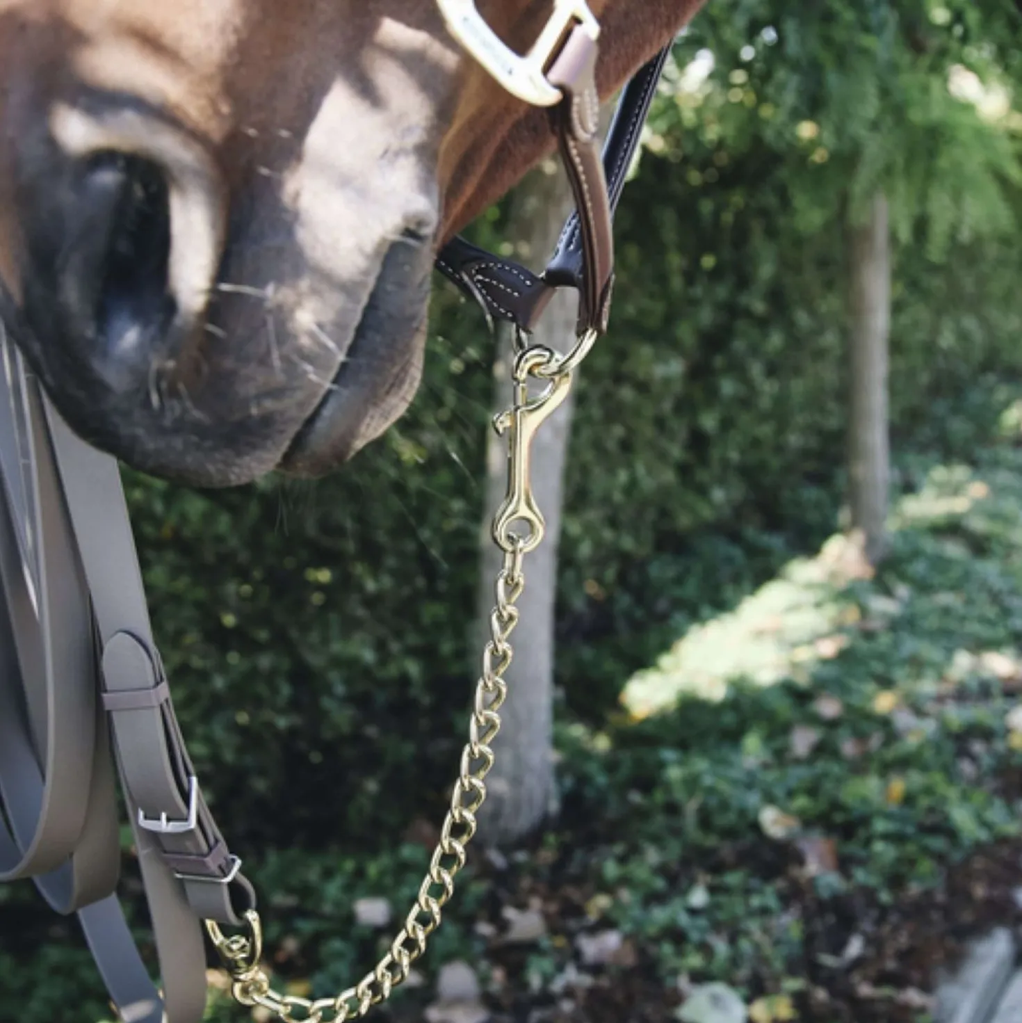 Kentucky Hengstenketting
