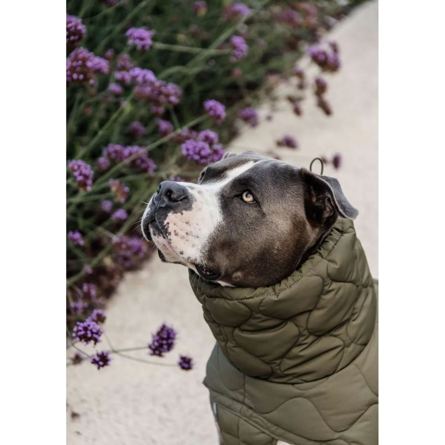 Kentucky Hondendeken Winter Pina 160g Pine Green