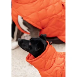 Kentucky Hondendeken Winter Pina 160g Oranje
