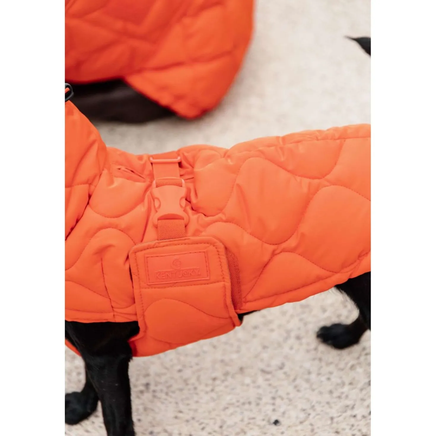 Kentucky Hondendeken Winter Pina 160g Oranje