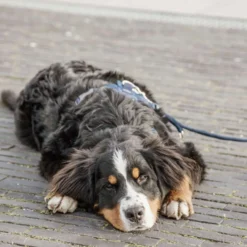 Kentucky Hondenriem Velvet Navy