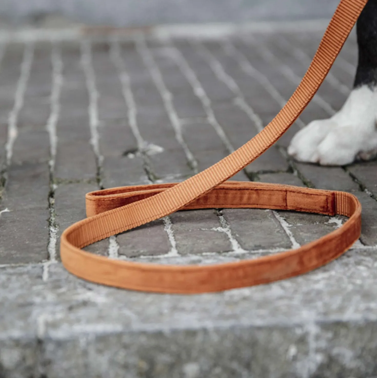 Kentucky Hondenriem Velvet Oranje