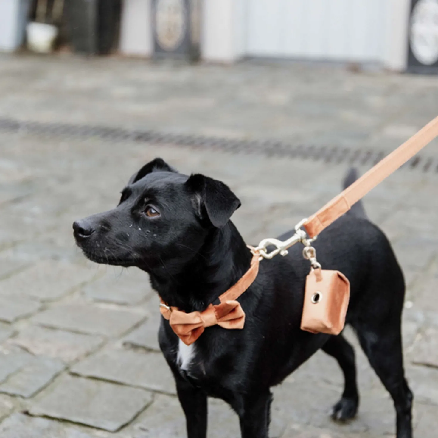 Kentucky Hondenriem Velvet Oranje