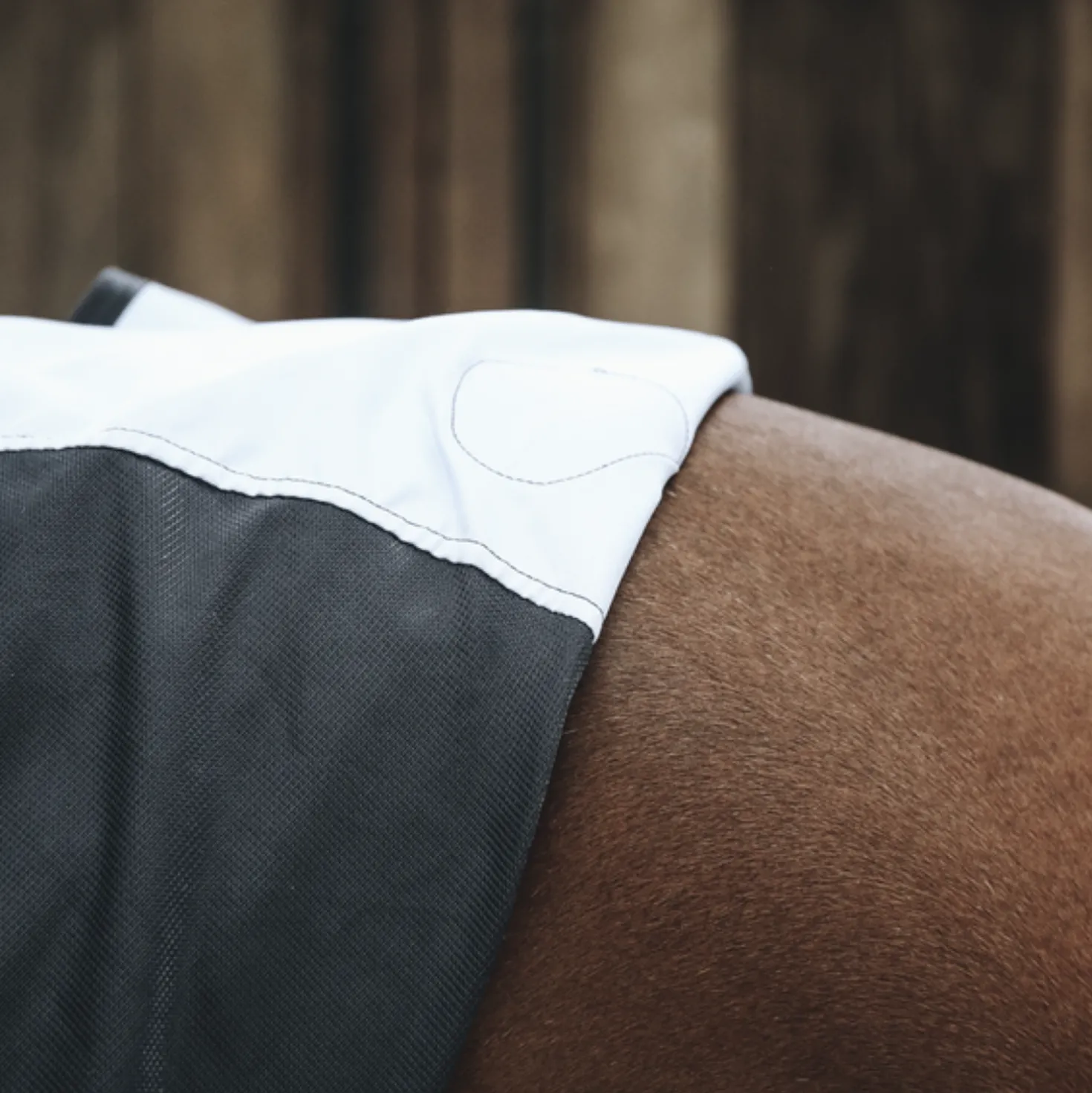 Kentucky Magnetic Rug Recuptex
