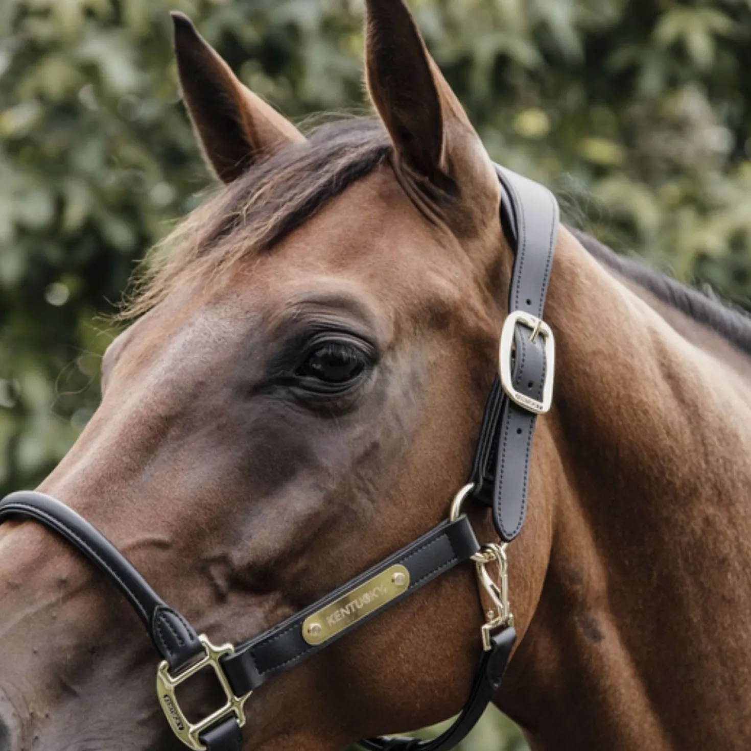 Kentucky Nekstuk Leder Halster Zwart
