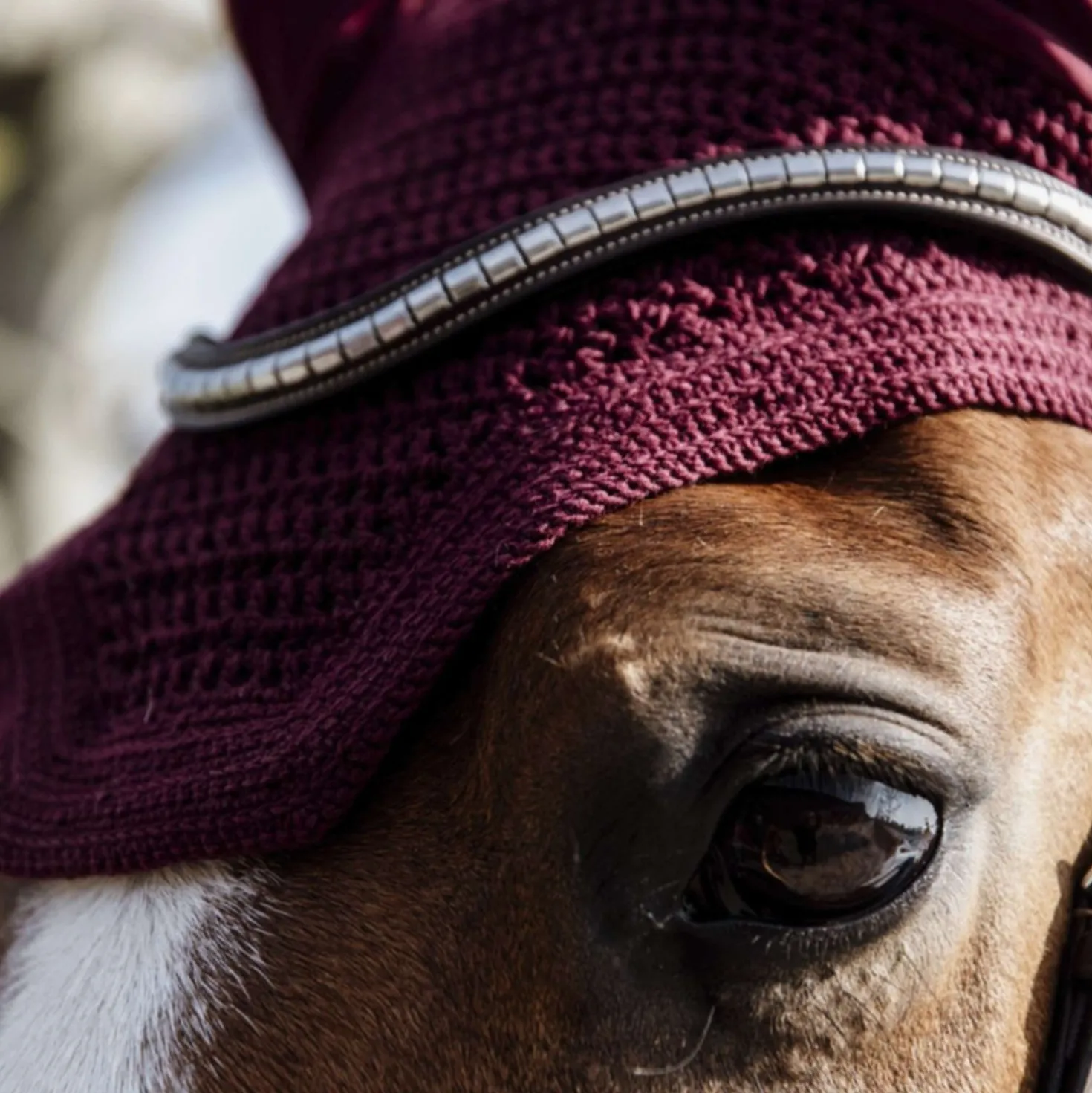 Kentucky Oornetje Wellington Bordeaux