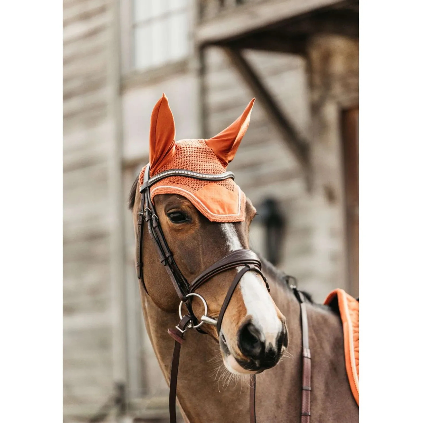 Kentucky Oornetje Wellington Velvet Oranje
