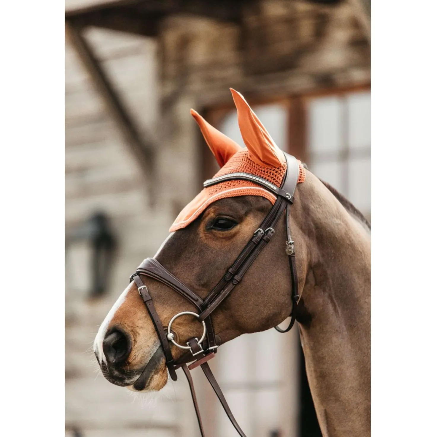 Kentucky Oornetje Wellington Velvet Oranje