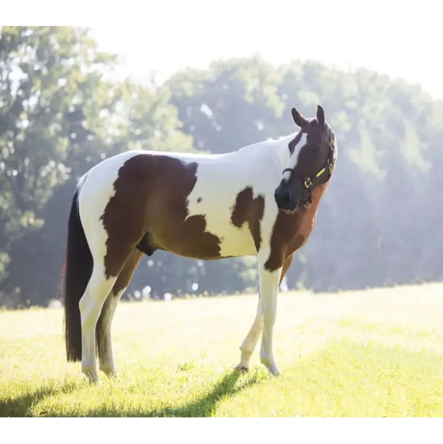 Kentucky Relax Horse Toy Alvin