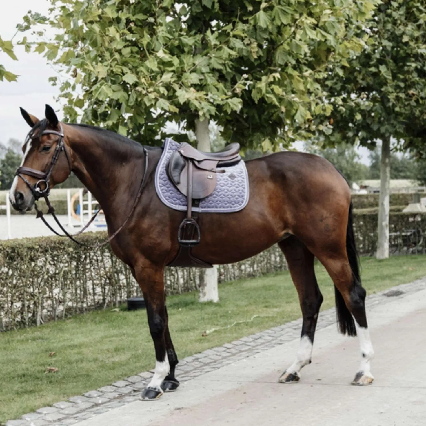 Kentucky Zadeldekje Velvet Springen Purper