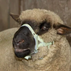 Kerbl Halster Leder Schaap/bok