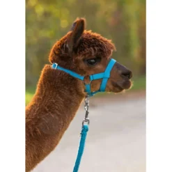 Kerbl Halster Verstelbaar Alpaca Blauw