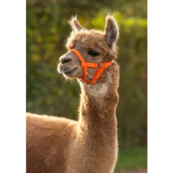 Kerbl Halster Verstelbaar Alpaca Oranje
