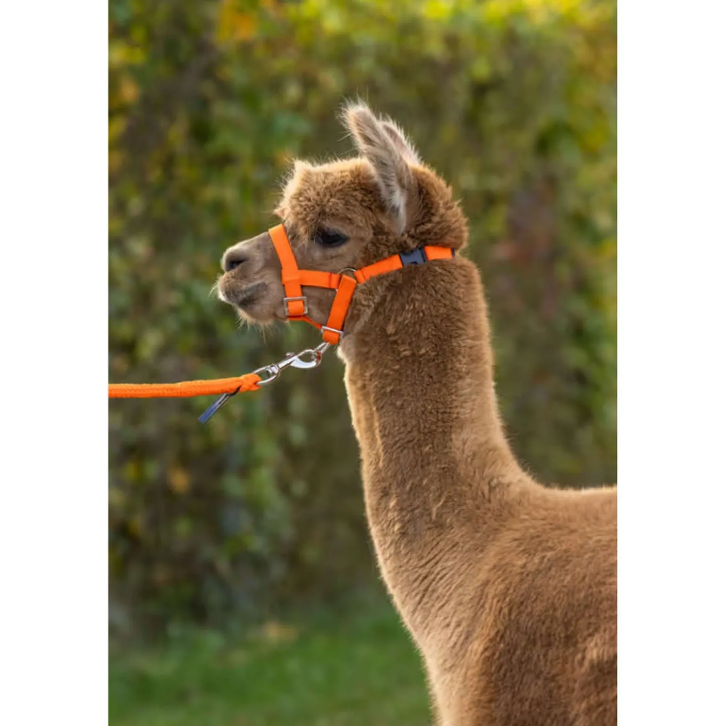 Kerbl Halster Verstelbaar Alpaca Oranje