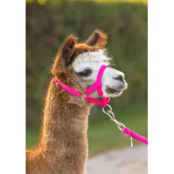 Kerbl Halster Verstelbaar Alpaca Roze