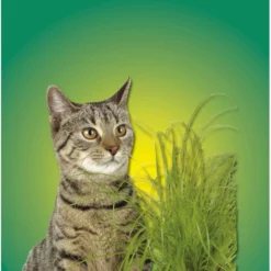 Kerbl Kattengras Groen