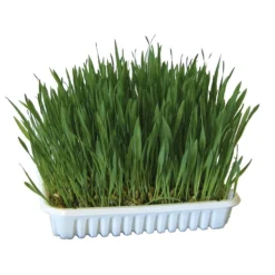 Kerbl Kattengras Groen