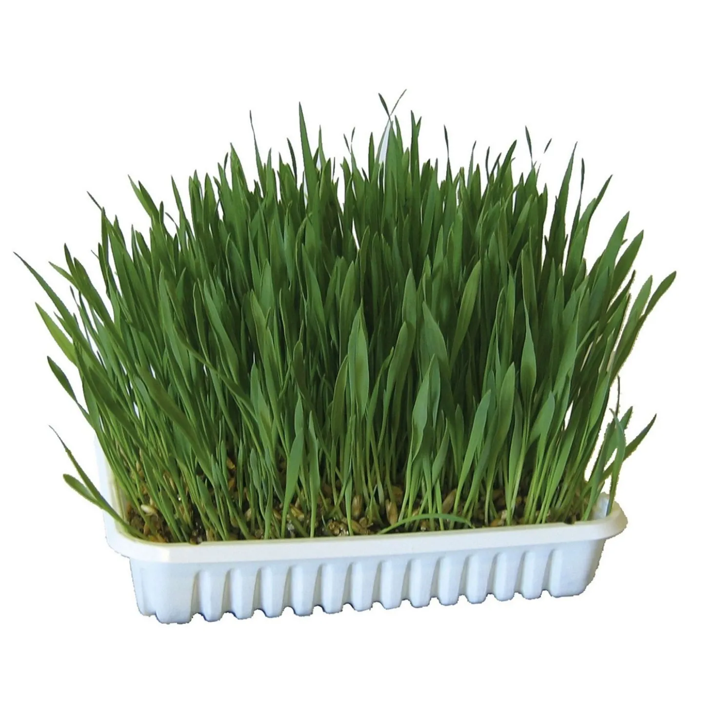 Kerbl Kattengras Groen