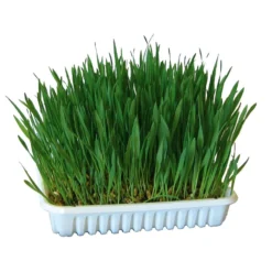 Kerbl Knaagdiergras