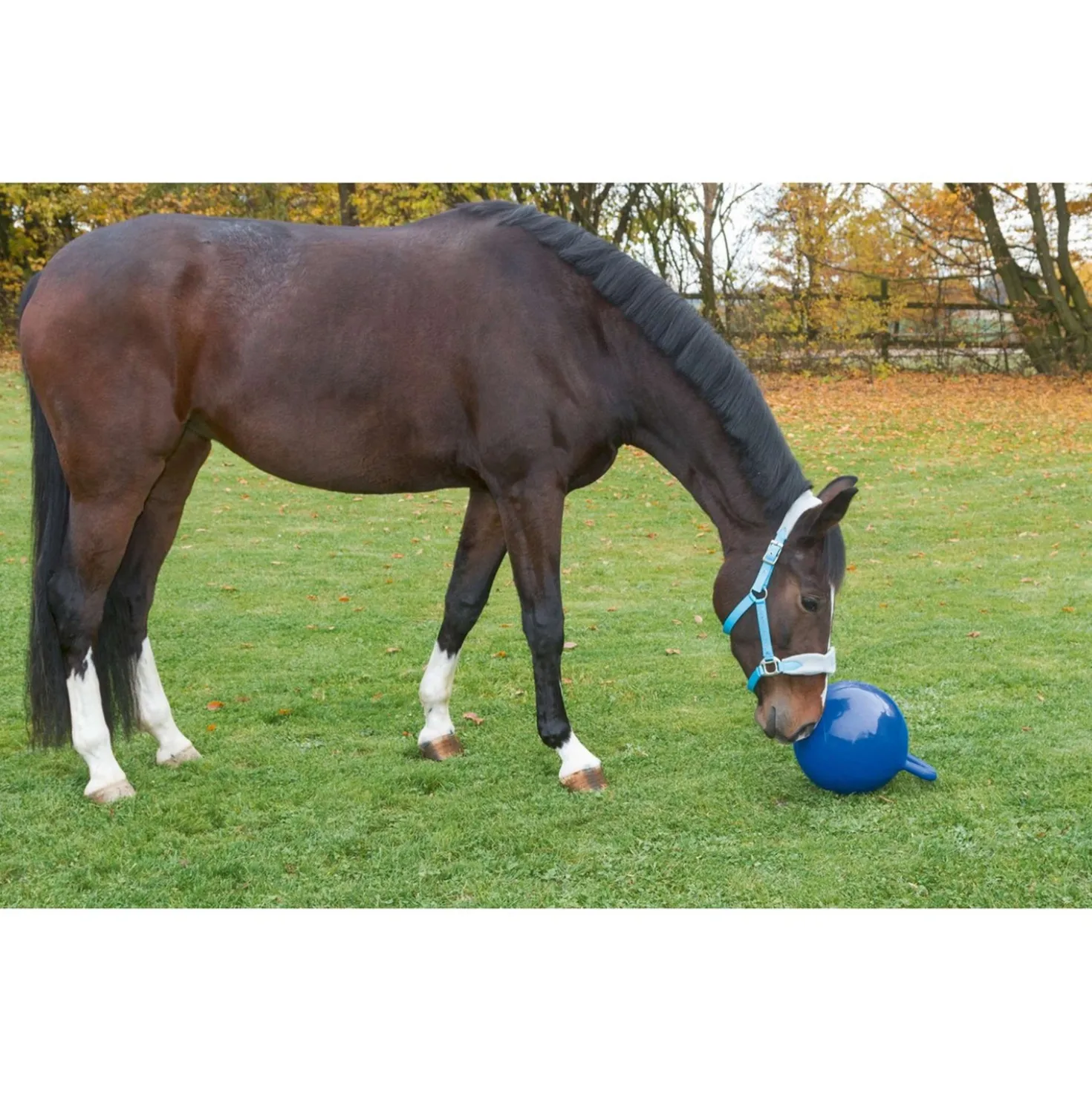 Kerbl Speelbal voor Paarden Blauw
