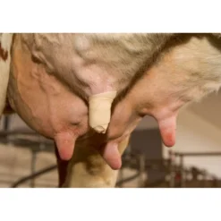 Kerbl Udderosoft Speen Bandage