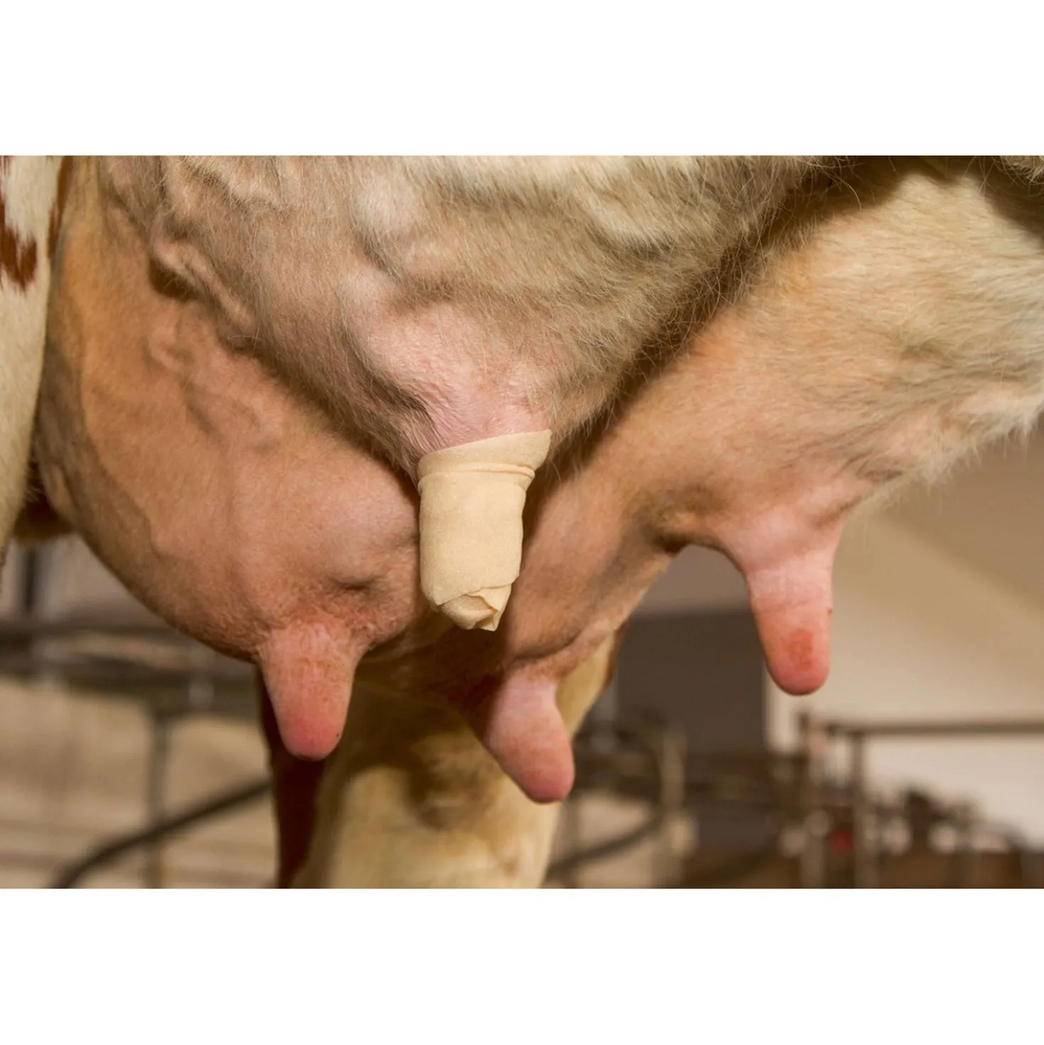Kerbl Udderosoft Speen Bandage